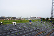 トウロモコシの苗植えとじゃがいもの間引き